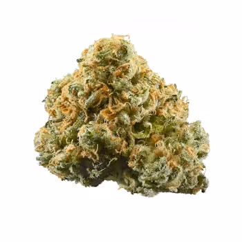 Maple Leaf Indica