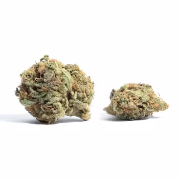 White Rhino